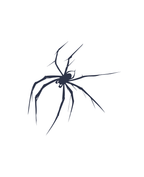 Spider Crawl